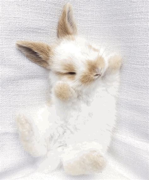 cute rabbit gif